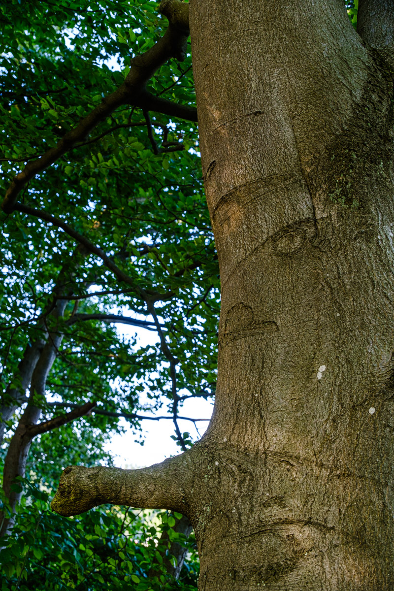 Baum mit Märchenauge im Waldgebiet Schorfheide am Werbellinsee