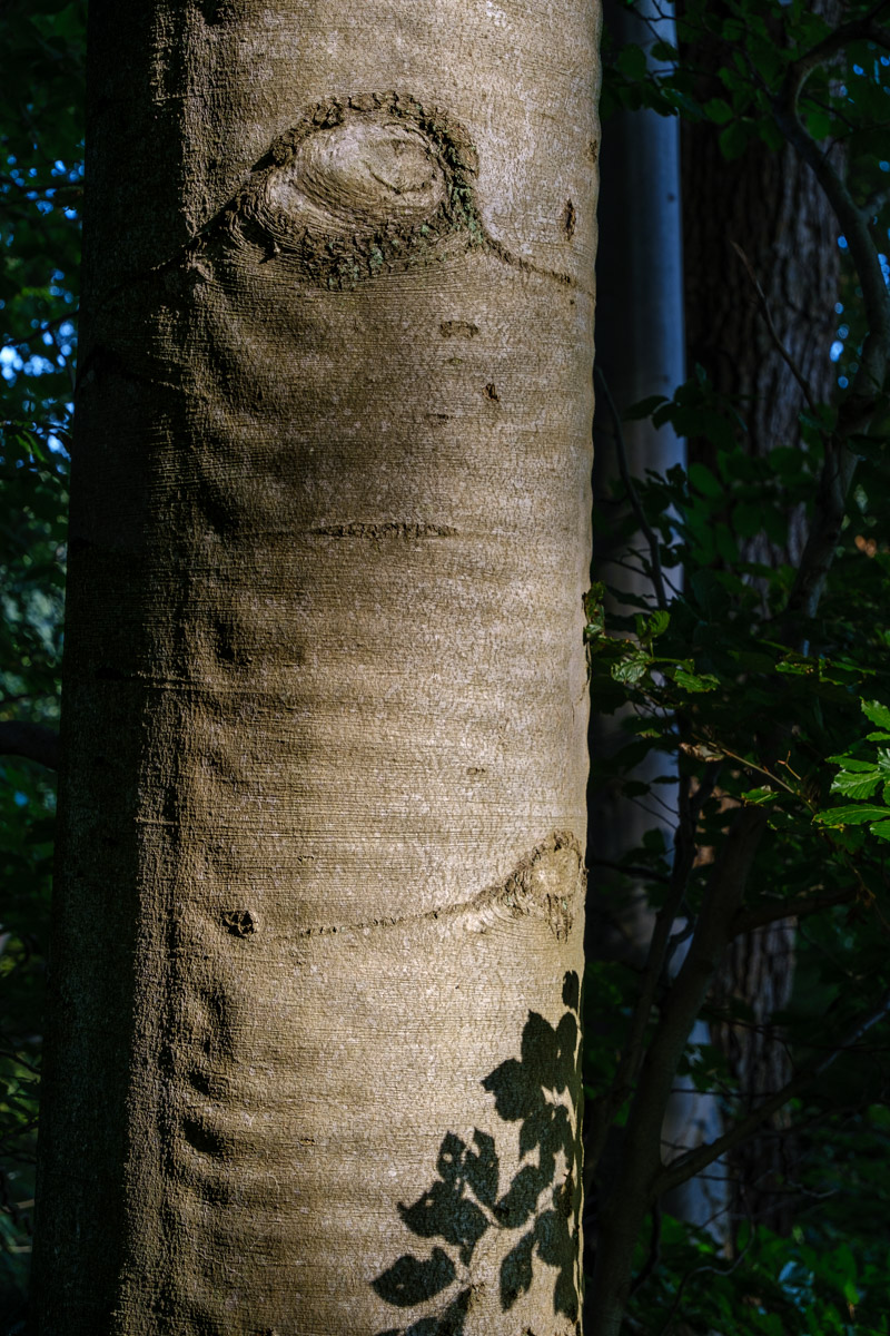 Baum mit Märchenauge im Waldgebiet Schorfheide am Werbellinsee