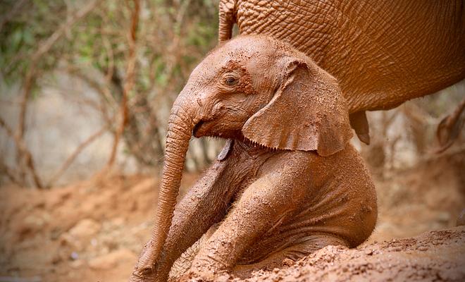Kleiner Elefantenbulle, Kenia