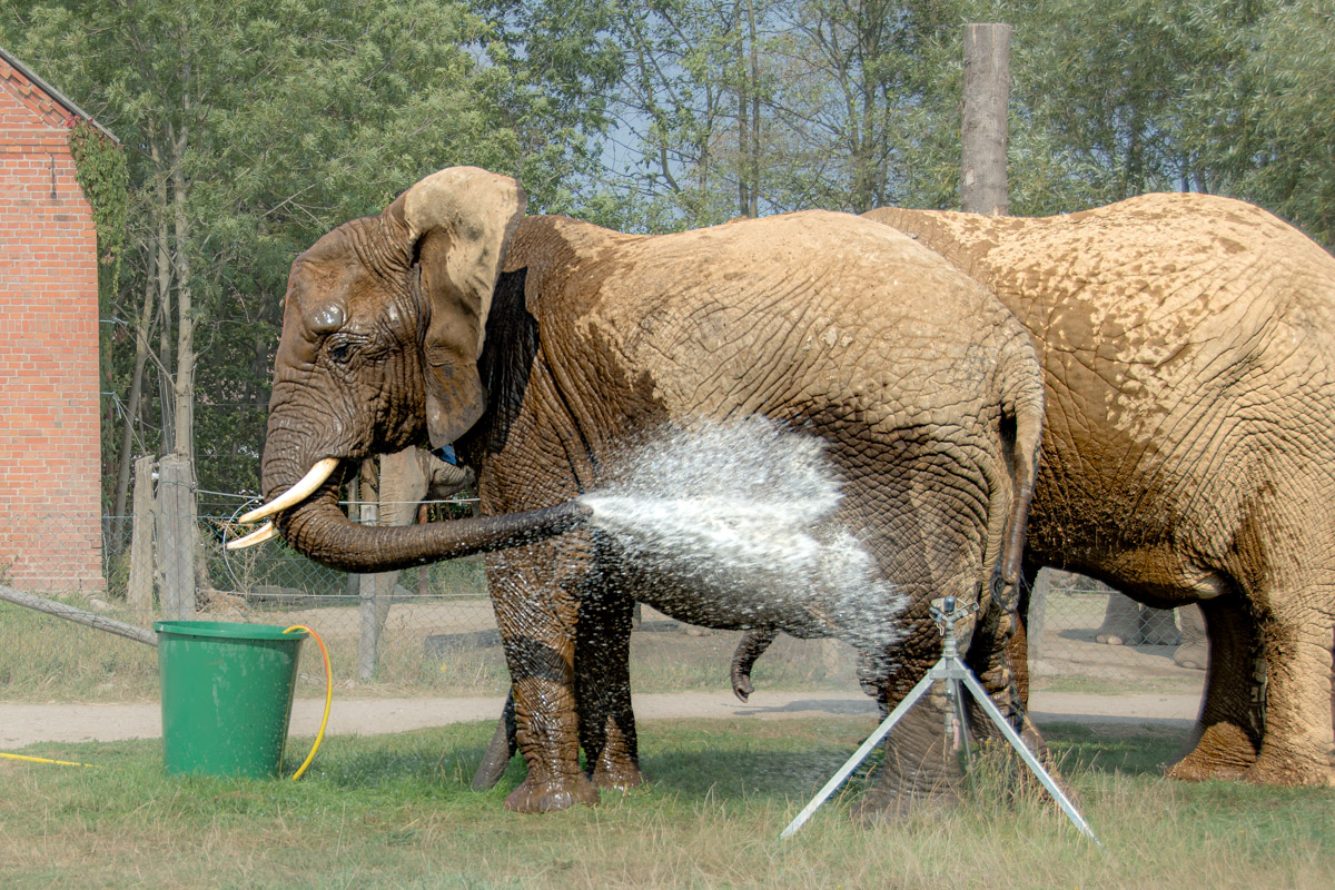 Elefant duscht, Elefantenhof Platschow