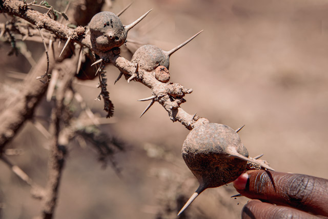 Dornenhohlkörper der Flötenakazie (Acacia drepanolobium), in denen zu ihrem Schutz Ameisen leben, Serengeti, Tansania