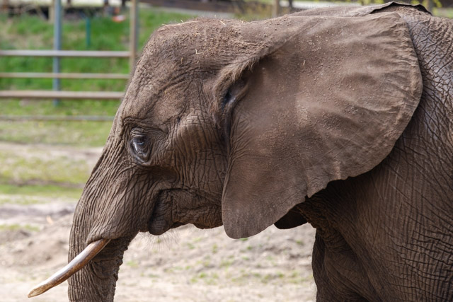 Afrikanischer Elefant, Serengeti-Park Hodenhagen