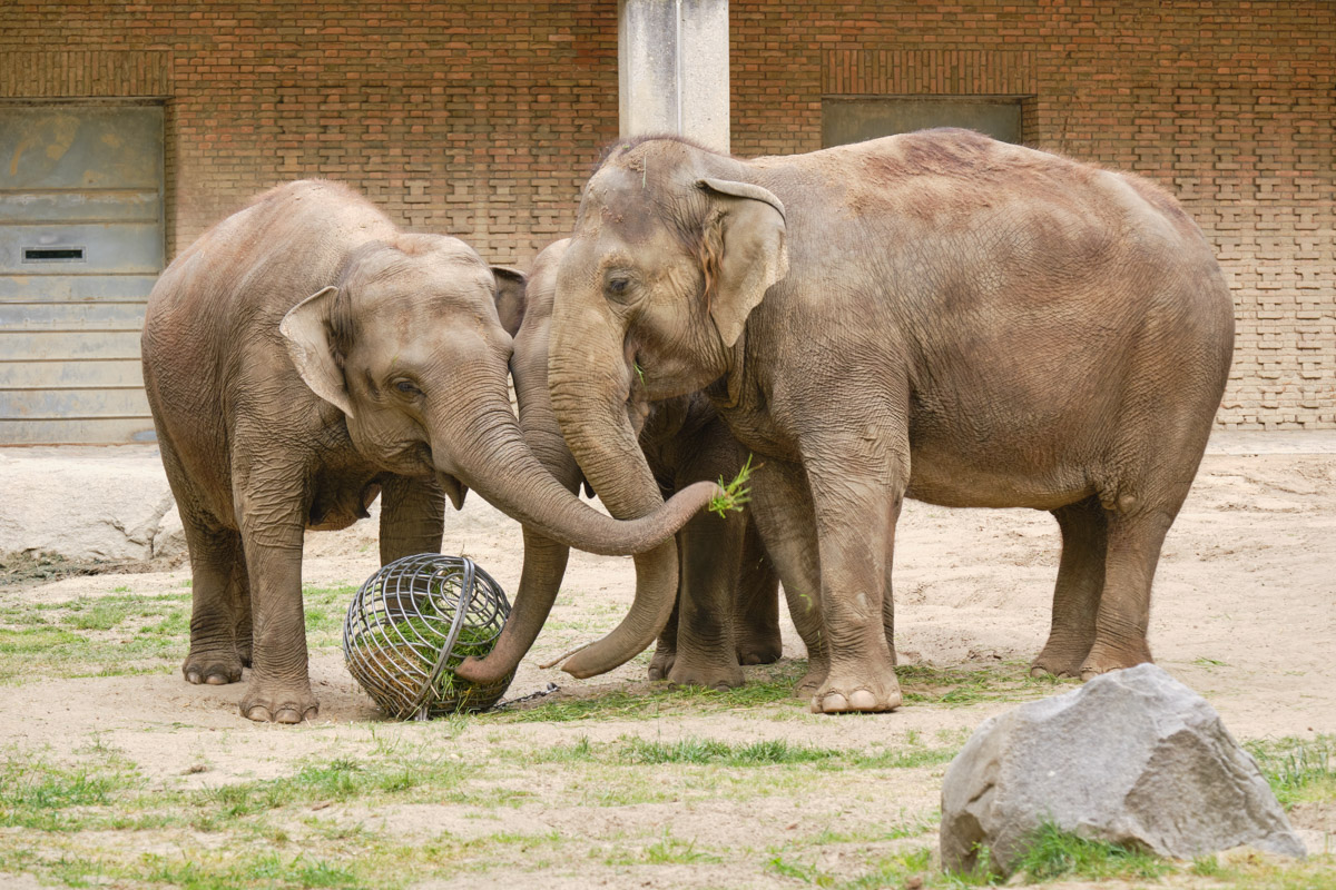 Asiatische Elefanten, Zoo Berlin