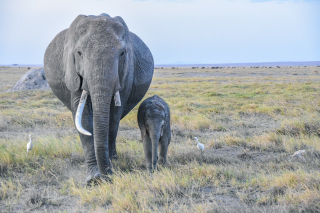 Trächtige Elefantenkuh mit Elefantenbaby, Amboseli-Nationalpark, Kenia