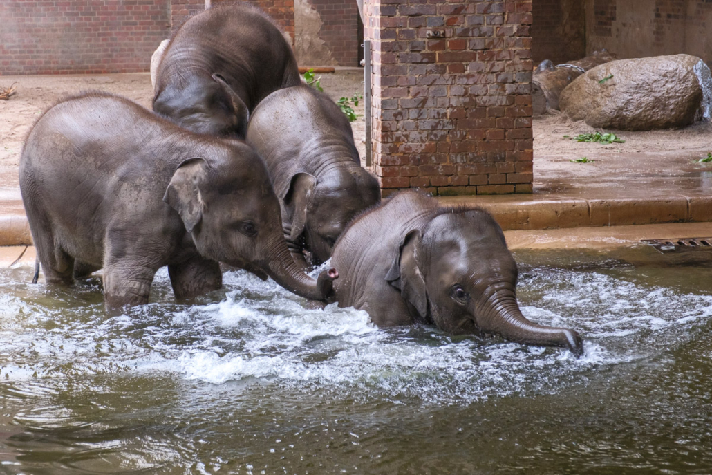 Asiatische Elefanten beim Baden im Zoo Leipzig