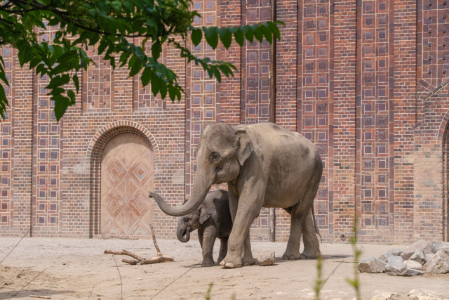 Asiatische Elefanten, Zoo Leipzig