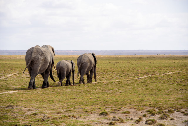 Elefanten im Amboseli-Nationalpark, Kenia
