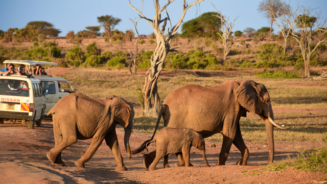 Elefanten im Elefant im Tsavo-East-Nationalpark, Kenia