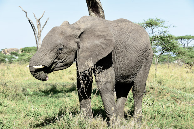 Elefant ohne Rüssel, Tansania