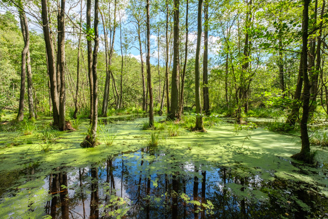 Erlenbruchwald in der Briese, Naturschutzgebiet Briesetal, Landkreis Oberhavel, Brandenburg