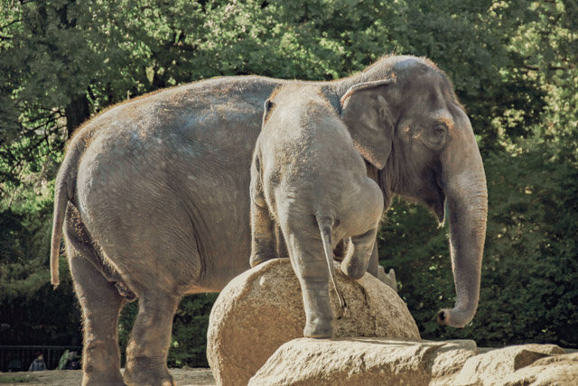 Kletternder Asiatischer Elefant, Zoo Berlin